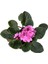 Saintpaulia Ionantha 'Pink' (Menekşe Çiçeği) 2