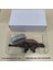 Yenilikçi Uzaktan Kumandalı Tyrannosaurus Rex Elektrikli Triceratops Dinozor Oyuncakları (Yurt Dışından) 1