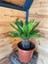 Cycas 1