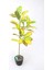 Yapay Ağac Saksıda Kraton Bitkisi 3 Dallı 105 cm 1