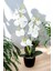 Dekoratif 3lü Yapay Islak Orkide Tanzimi Beyaz 50 cm 1