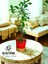 ficus Bonsai, Topraksız bakım, Kil Bilyesinde 4