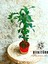 ficus Bonsai, Topraksız bakım, Kil Bilyesinde 5