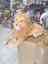 Berattoys Oyuncak Aslan Peluş Aslan 75 cm Peluş Aslan 1