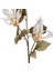 Çiçekli Bitki Pampas Krem 90 Cm. 2