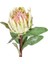 Protea Çiçeği Yeşil 60 Cm. 2