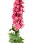 Yapay Çiçek Şebboy Açık Bordo 125 Cm. 2