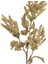 Çiçekli Bitki Pampas Yeşil 90 Cm. 2