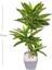 Yapay Dracena Gerçek Dokulu 72 Cm. 2
