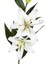 Çiçek Lilyum Beyaz 90 Cm. 2
