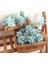 Mini Ling Jiao Cao Mavi Akın Yapay Succulents Kiler Çiçek Aranjmanı Aksesuarları Masaüstü Bonsai Ev Bahçe Dekorasyon Kiler (Yurt Dışından) 4