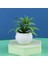 E Mini Yapay Kiler Bonsai Küçük Simüle Aloe Ağacı Saksı Kileri Çiçekler Ofis Masası Saksı Süsler Ev Bahçe Dekor (Yurt Dışından) 1