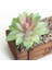 Zrg x Iaofoshouzhi 39 Stilleri Yeşil Yapay Succulents Kiler Dıy Saksısız Küçük Bonsai Ev Bahçe Masaüstü Masa Parti Dekorasyon Kiler (Yurt Dışından) 4