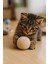 Pati Kedi Oyun Topu Kedi Oyuncak Yün Yumağı 1
