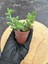 Delosperma Echinatum-5,5 cm Saksıda Tombul Tüylü Yapraklı Sukulent - Saksı Hediyeli 2
