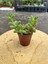 Delosperma Echinatum-5,5 cm Saksıda Tombul Tüylü Yapraklı Sukulent - Saksı Hediyeli 3