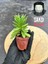 Crassula Money Maker ( 5.5 cm Saksıda )-(Saksı Hediyeli) 1