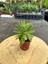 Crassula Money Maker ( 5.5 cm Saksıda )-(Saksı Hediyeli) 3