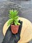 Crassula Money Maker ( 5.5 cm Saksıda )-(Saksı Hediyeli) 4