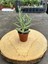 Crassula Mesembryanthemoides Succulent Tüylü Çiçek Açan Sukulent (Saksı Hediyeli) 2