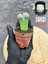 Lithops Taş Kaktüs - Saksı Hediyeli 1