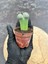 Lithops Taş Kaktüs - Saksı Hediyeli 2