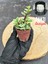Portulaca Afra Variegata (Alacalı Fil Azığı) Sukulent Bitkisi - Saksı Hediyeli 1