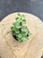 Portulaca Afra Variegata (Alacalı Fil Azığı) Sukulent Bitkisi - Saksı Hediyeli 2