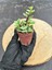 Portulaca Afra Variegata (Alacalı Fil Azığı) Sukulent Bitkisi - Saksı Hediyeli 3
