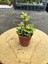 Portulaca Afra Variegata (Alacalı Fil Azığı) Sukulent Bitkisi - Saksı Hediyeli 4
