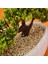 Desenli Elips Saksıda Bonsai - Renkli - 24X33 cm 4