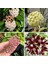3 Adet Hoya (Mum) Fidesi 10 cm 1