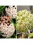 3 Adet Hoya (Mum) Fidesi 10 cm 2