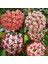 3 Adet Hoya (Mum) Fidesi 10 cm 3