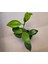 3 Adet Hoya (Mum) Fidesi 10 cm 4