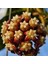Hoya (Mum) Çiçeği Fidesi 10 cm 1