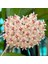 Hoya (Mum) Çiçeği Fidesi 10 cm 4
