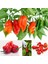 Dünyanın En Acı Biberi Bhut Jolokia Biber Tohumu 5