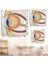 Göz Anatomizi Duvar Örtüsü - Göz Doktoru HEDIYESI-8367 4