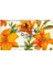 Flowers Zambak Bitkisel Sabun 100 Gr 2