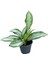 Aglaonema ‘Silver Bay’ (Çin Herdemyeşili) 1