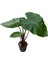Alocasia 'ımperial Red' (Fil Kulağı) 1