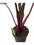 Alocasia 'ımperial Red' (Fil Kulağı) 3