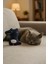 Kedi Oyuncağı Catnip ve Zilli Interaktif, Oyun Arkadaşı - Peluş Kurt 4