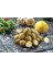 Çağla Badem Turşusu 1 KG - Erik Turşusu 1 KG 2