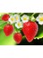 Strawberry Flavored Massage Oil 50ML Çilek Aromalı Masaj Yağı 2 Adet 3