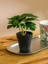 Lcw Home Dekoratif Yapay Çiçek 17 cm (W5) 1