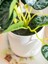 Lcw Home Dekoratif Yapay Çiçek 12 cm (W5) 3