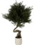 Cedar Tree Bonsai Ağaç 95CM 1