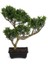 Pine Tree Bonsai Ağaç 40CM 1
